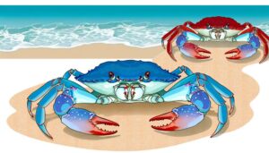 crab gender differences explained