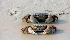 crustacean gender variations analyzed