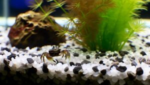 fiddler crabs and aquarium salt