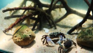 fiddler crabs cohabitation guide