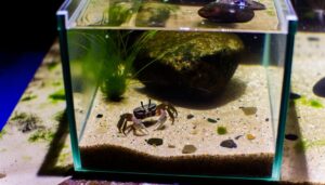 fiddler crabs stay in