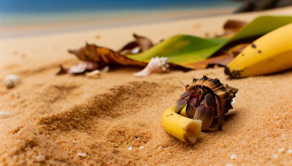 hermit crabs and bananas