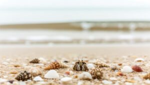 hermit crabs and claws