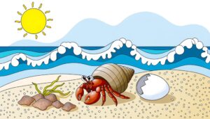 hermit crabs and feeding