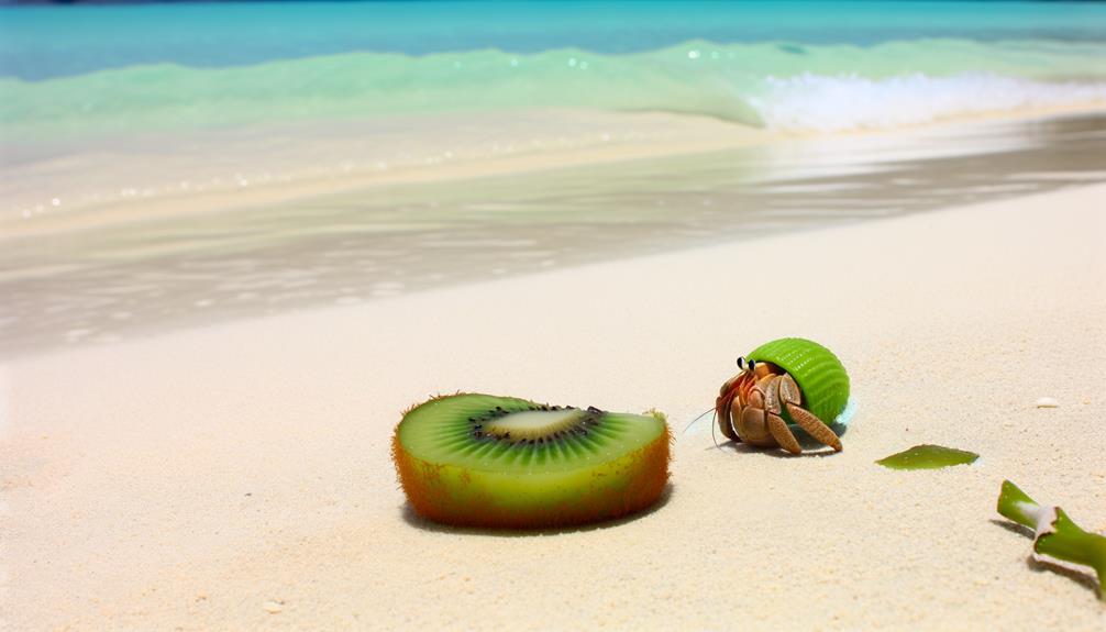 hermit crabs and kiwi