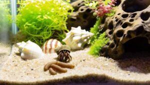 hermit crabs and mealworms