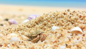 hermit crabs and sand