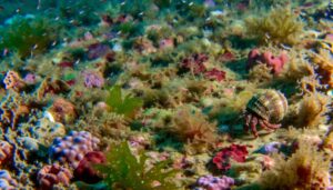 hermit crabs and water