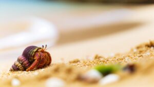 hermit crabs can stink