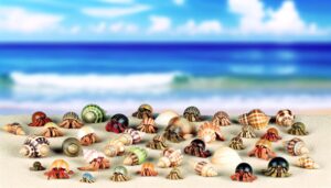 hermit crabs changing shells