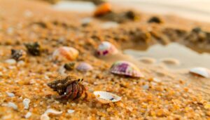 hermit crabs molt exoskeleton