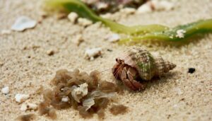 hermit crabs molting process