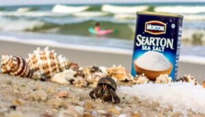 hermit crabs need marine salt