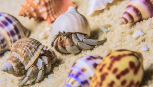 hermit crabs shell swapping