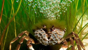 mud crabs breathe through gills
