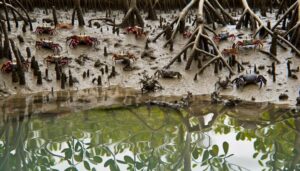 mudskippers and fiddler crabs