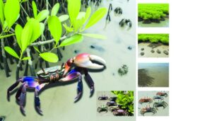 regeneration of fiddler crabs