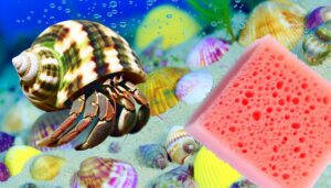 regular sponges for hermit crabs