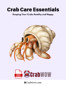 Crab Care Essentials Keeping Your Crabs Healthy and Happy